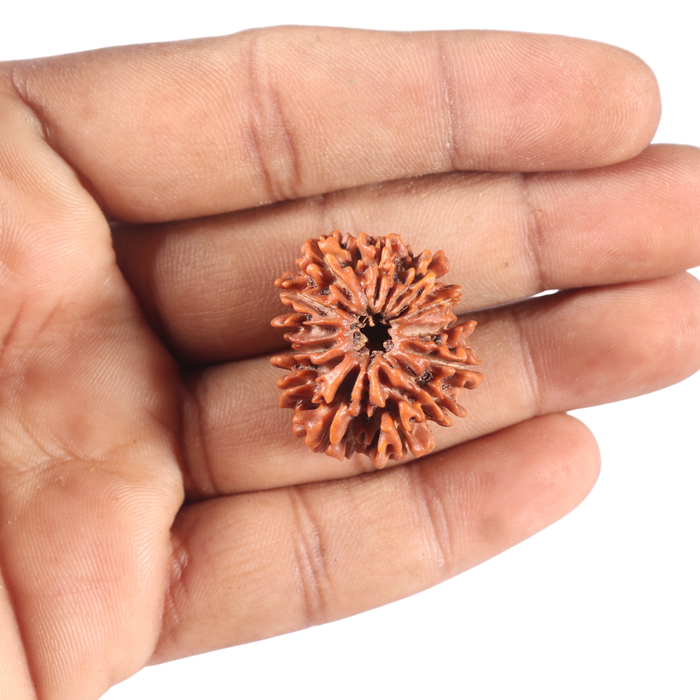 13 Mukhi Nepalese Rudraksha - Bead No. 140
