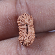 Load image into Gallery viewer, 26 Mukhi Rudraksha from Indonesia P

