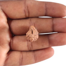 Load image into Gallery viewer, 20 Mukhi Indonesian Rudraksha - Bead 91
