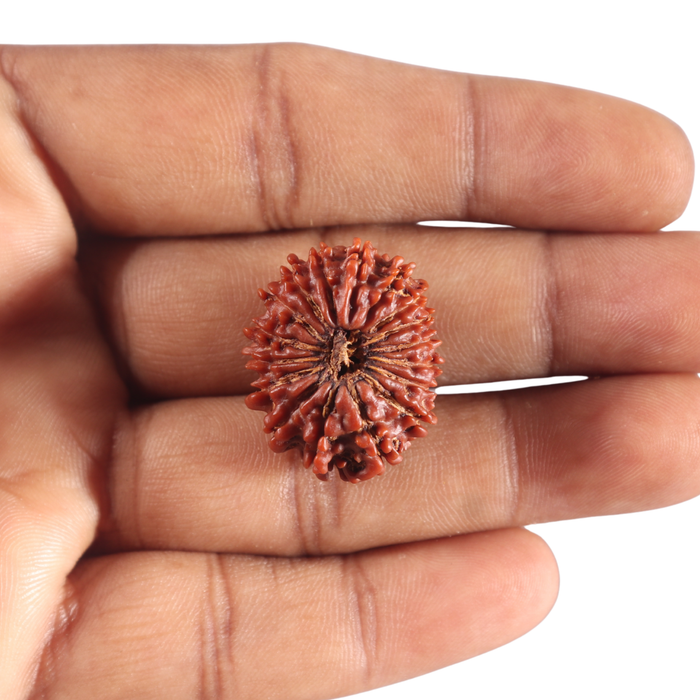 17 Mukhi Nepalese Rudraksha - Bead No. 21