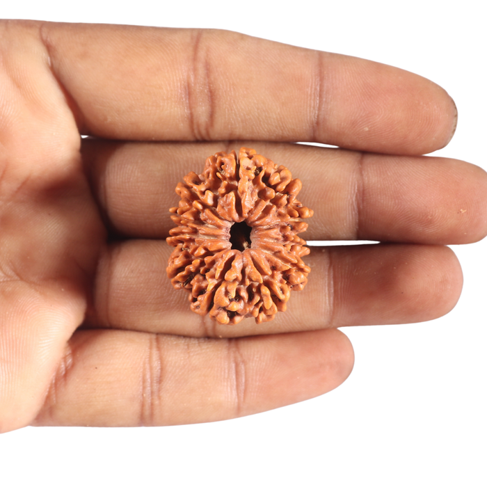 11 Mukhi Nepalese Rudraksha - Bead No. 435
