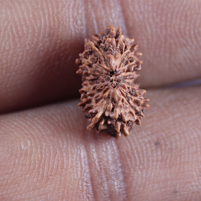 16 Mukhi Rudraksha from Indonesia - Bead No 229