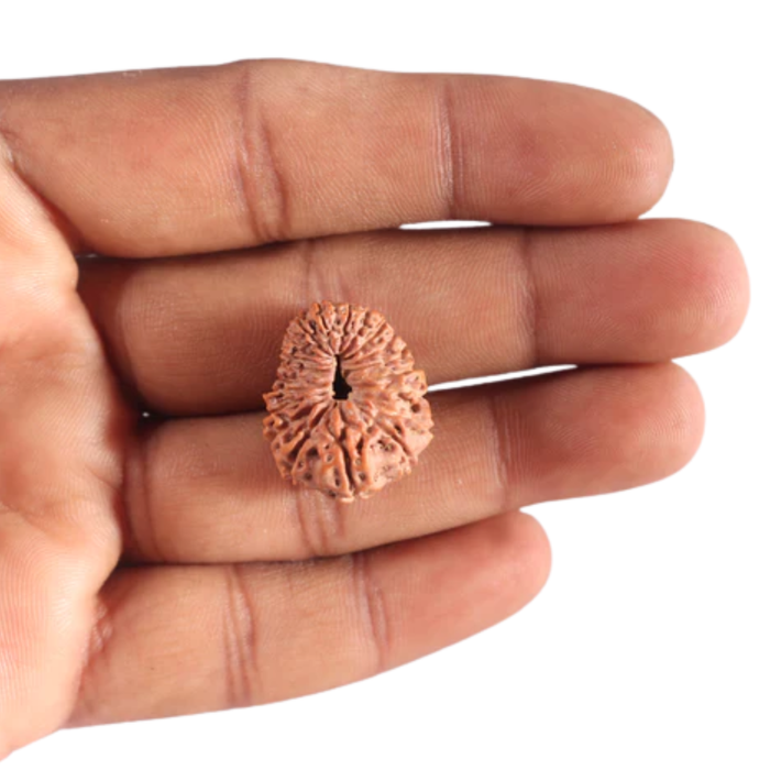 20 Mukhi Indonesian Rudraksha - Bead 99