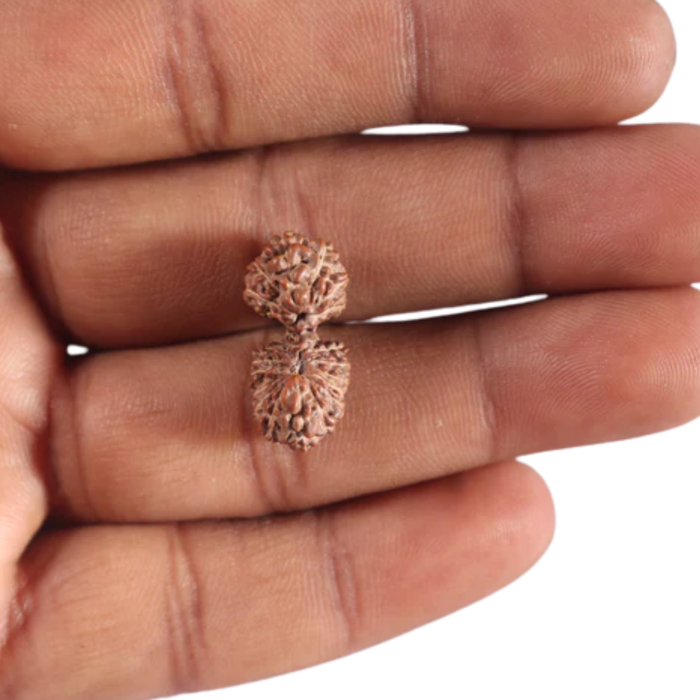 20 Mukhi Indonesian Gaurishankar Rudraksha - Bead 82