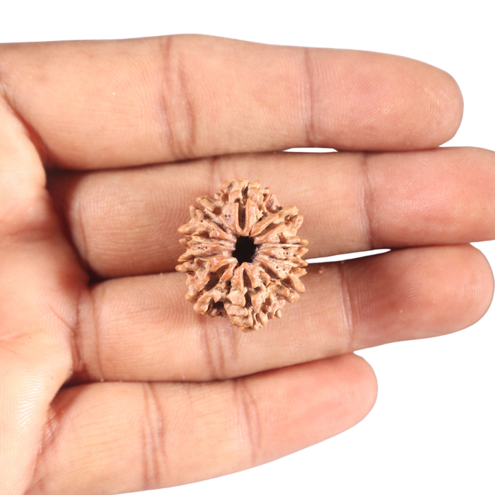 10 Mukhi Nepalese Rudraksha - Bead No. 121
