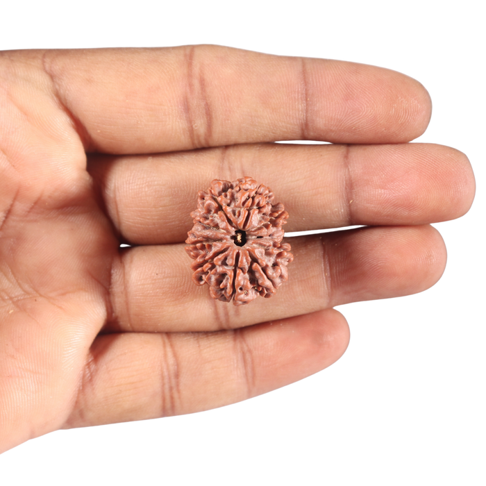 9 Mukhi Nepalese Rudraksha - Bead No. 12