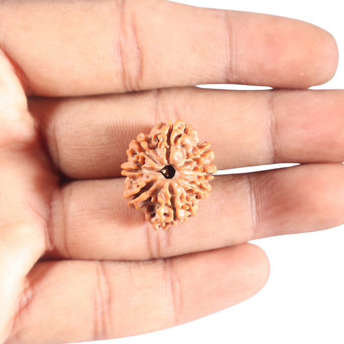 8 Mukhi Nepalese Rudraksha - Bead No. 447