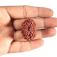 Load image into Gallery viewer, 12 Mukhi Nepalese Rudraksha - Bead No 333
