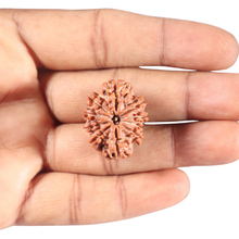 Load image into Gallery viewer, 10 Mukhi Nepalese Rudraksha - Bead No 198
