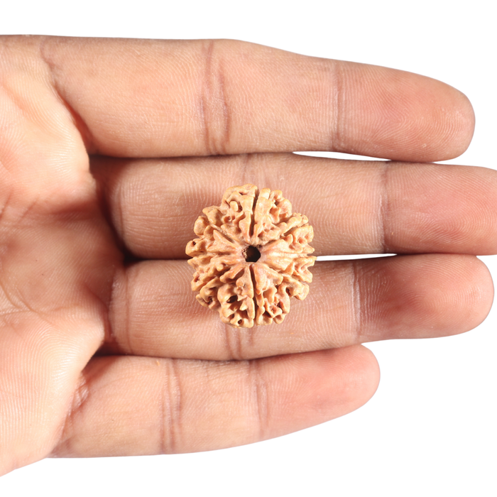 8 Mukhi Nepalese Rudraksha - Bead No. 80