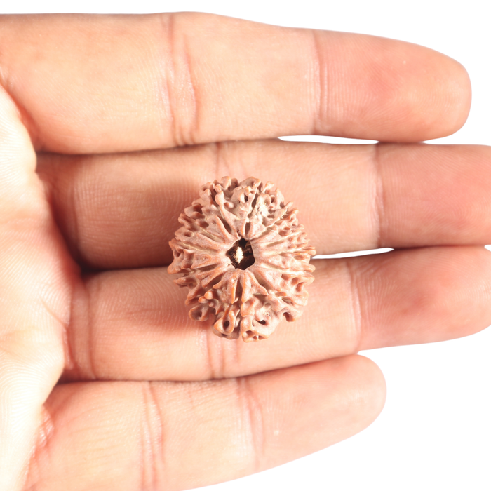 12 Mukhi Nepalese Rudraksha - Bead No 392