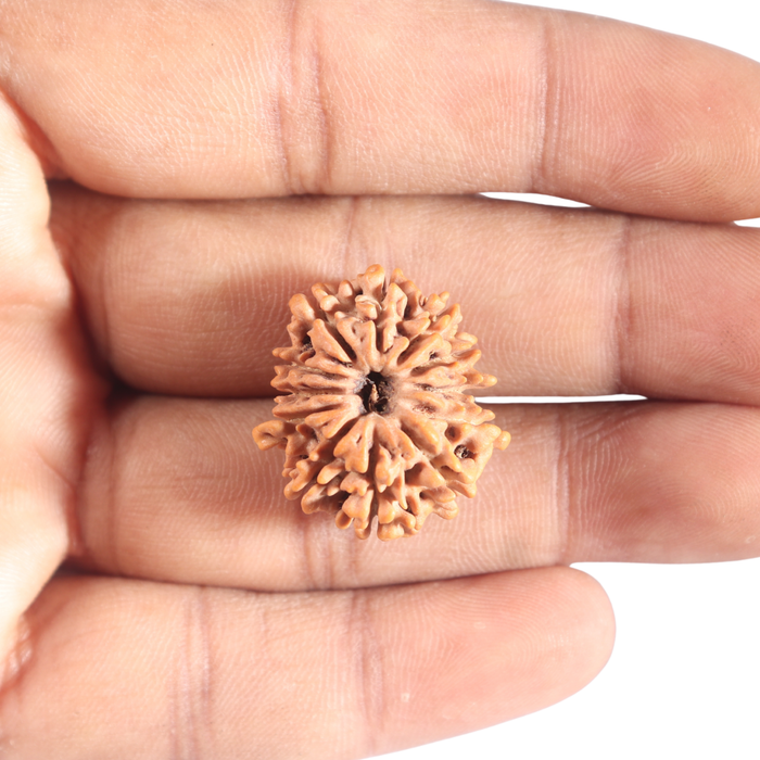 12 Mukhi Nepalese Rudraksha - Bead No 389