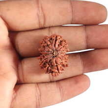 Load image into Gallery viewer, 12 Mukhi Nepalese Rudraksha - Bead No 359
