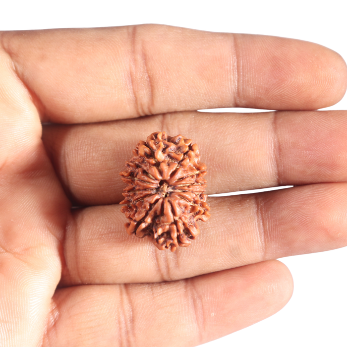 12 Mukhi Nepalese Rudraksha - Bead No 365