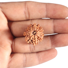 Load image into Gallery viewer, 12 Mukhi Nepalese Rudraksha - Bead No 383
