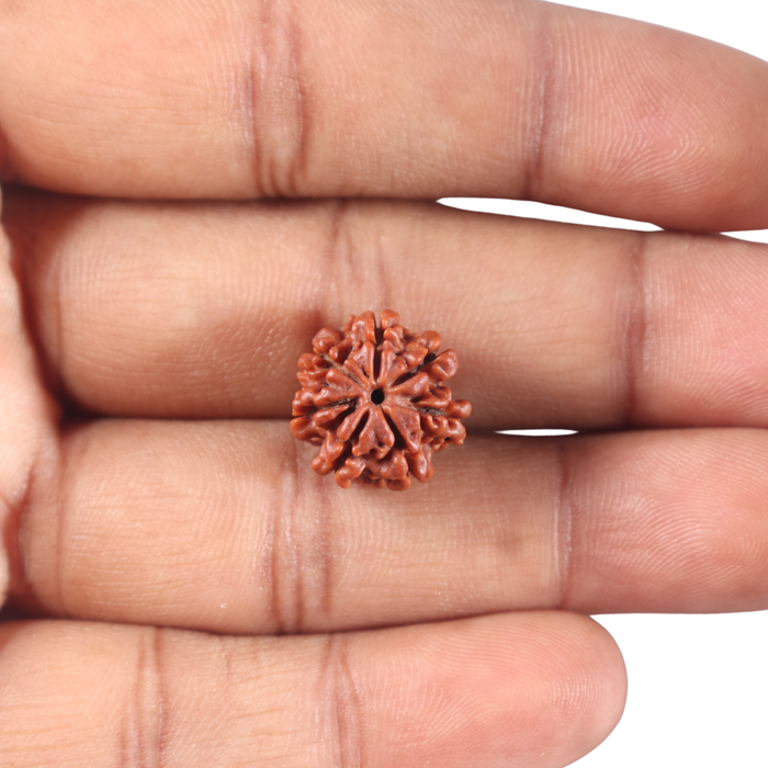 7 Mukhi Nepalese Rudraksha - Bead No 177