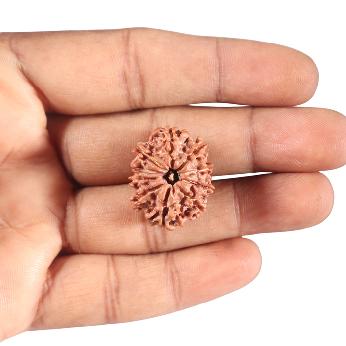10 Mukhi Nepalese Rudraksha - Bead No 201