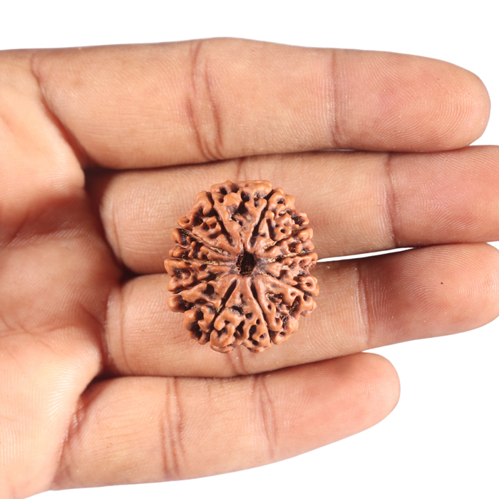 10 Mukhi Nepalese Rudraksha - Bead No. 106