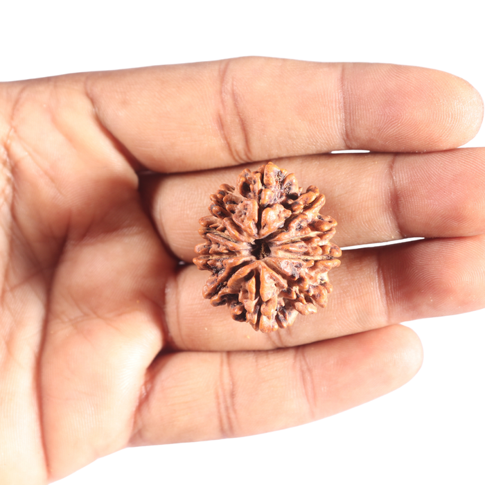 10 Mukhi Nepalese Rudraksha - Bead No 137