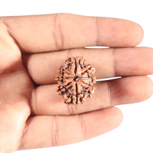 Load image into Gallery viewer, 8 Mukhi Nepalese Rudraksha - Bead No. 302
