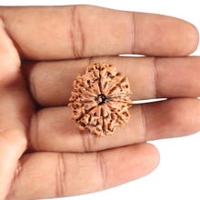 Load image into Gallery viewer, 10 Mukhi Nepalese Rudraksha - Bead No. 149
