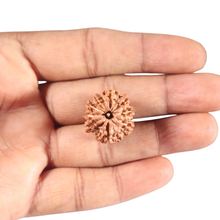 Load image into Gallery viewer, 9 Mukhi Nepalese Rudraksha - Bead No. 447
