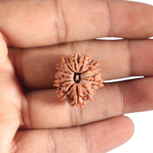 Load image into Gallery viewer, 12 Mukhi Nepalese Rudraksha - Bead No 386
