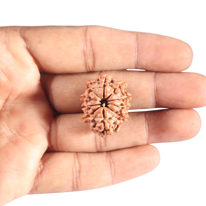 10 Mukhi Nepalese Rudraksha - Bead No 146