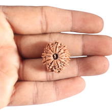 Load image into Gallery viewer, 12 Mukhi Nepalese Rudraksha - Bead No 371
