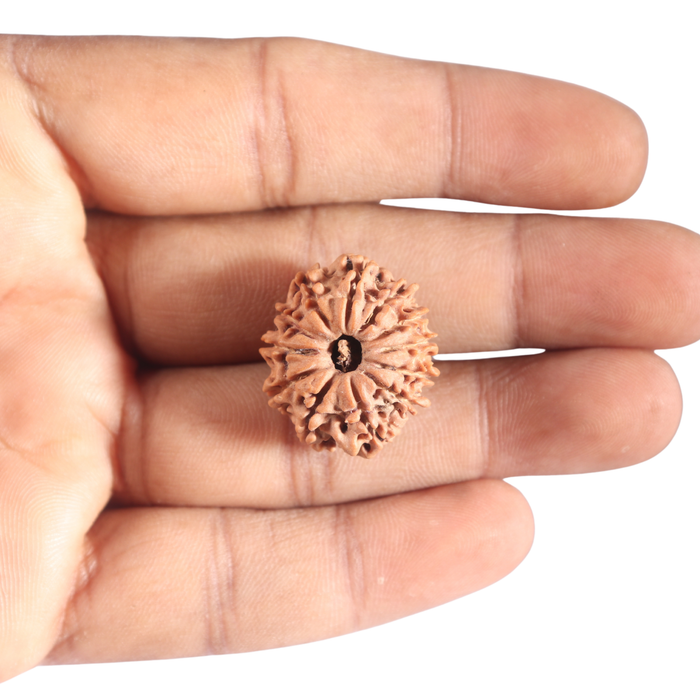 12 Mukhi Nepalese Rudraksha - Bead No 371