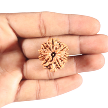 Load image into Gallery viewer, 10 Mukhi Nepalese Rudraksha - Bead No. 1
