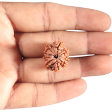 Load image into Gallery viewer, 9 Mukhi Nepalese Rudraksha - Bead No. 456
