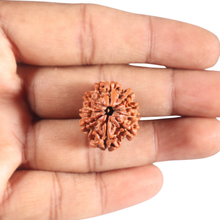 Load image into Gallery viewer, 9 Mukhi Nepalese Rudraksha - Bead No. 146
