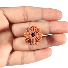 Load image into Gallery viewer, 8 Mukhi Nepalese Rudraksha - Bead No. 162

