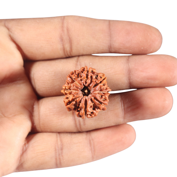 8 Mukhi Nepalese Rudraksha - Bead No. 162