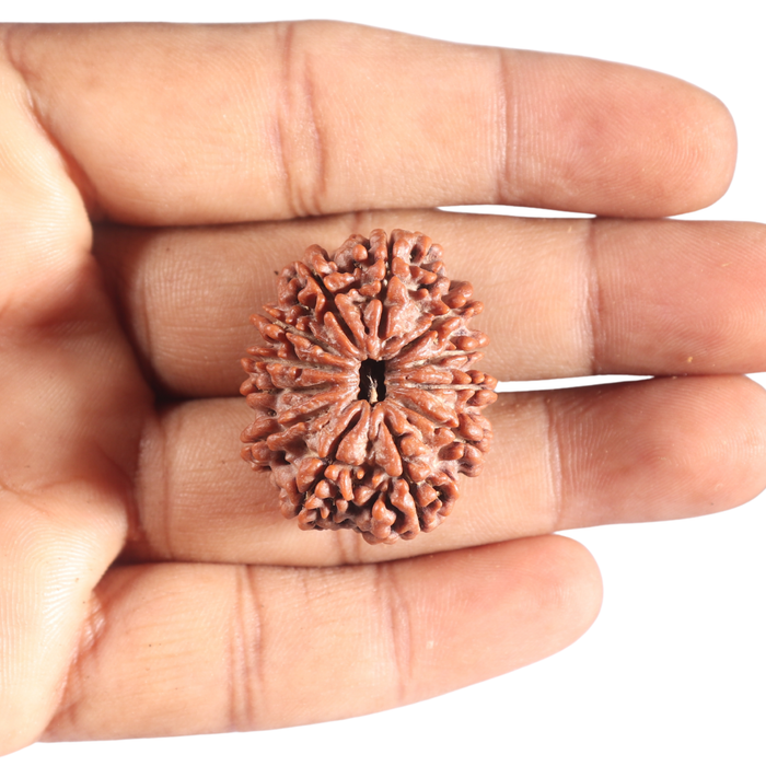 12 Mukhi Nepalese Rudraksha - Bead No. 307