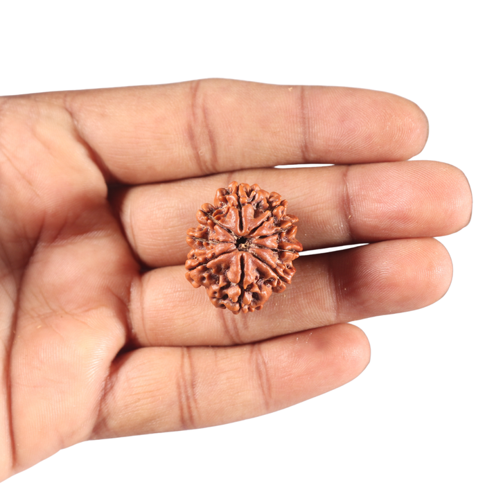 9 Mukhi Nepalese Rudraksha - Bead No. 322