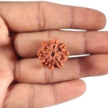 Load image into Gallery viewer, 8 Mukhi Nepalese Rudraksha - Bead No. 403
