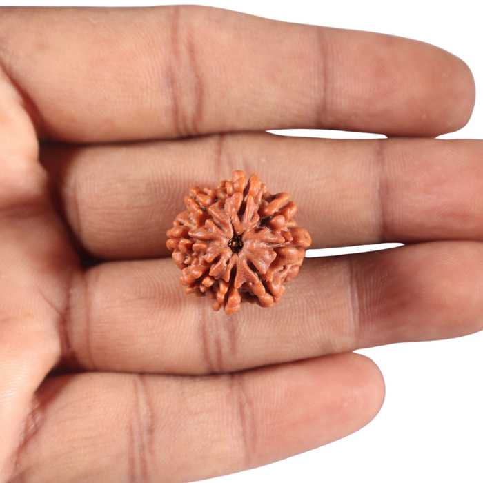 8 Mukhi Nepalese Rudraksha - Bead No. 403