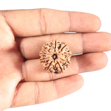 Load image into Gallery viewer, 9 Mukhi Nepalese Rudraksha - Bead No. 128
