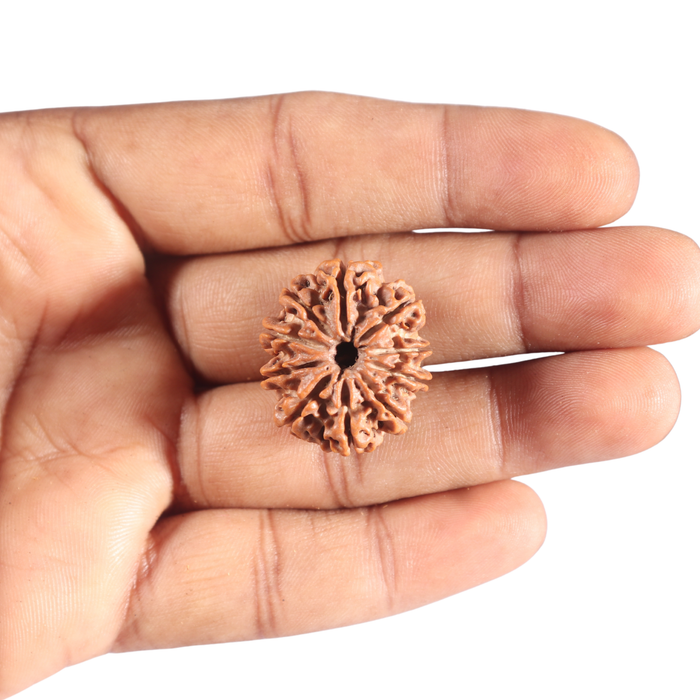 10 Mukhi Nepalese Rudraksha - Bead No 195