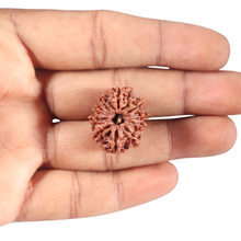 Load image into Gallery viewer, 10 Mukhi Nepalese Rudraksha - Bead No. 265
