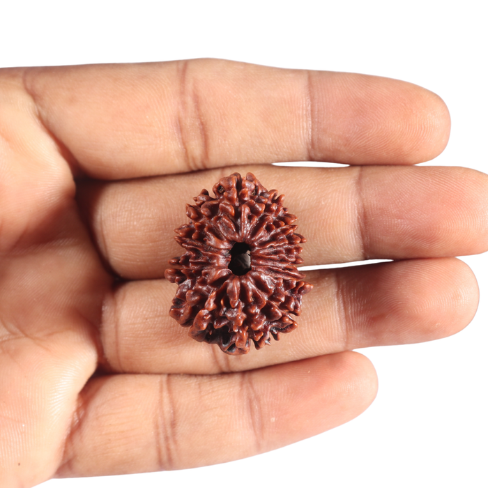 12 Mukhi Nepalese Rudraksha - Bead No. 108