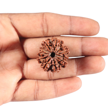 Load image into Gallery viewer, 10 Mukhi Nepalese Rudraksha - Bead No 439
