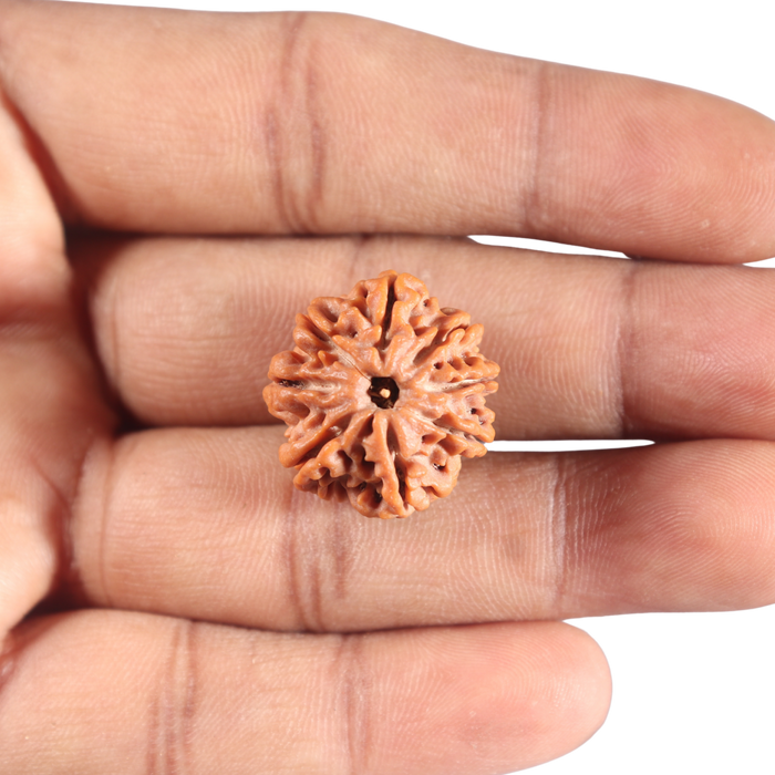 8 Mukhi Nepalese Rudraksha - Bead No.428