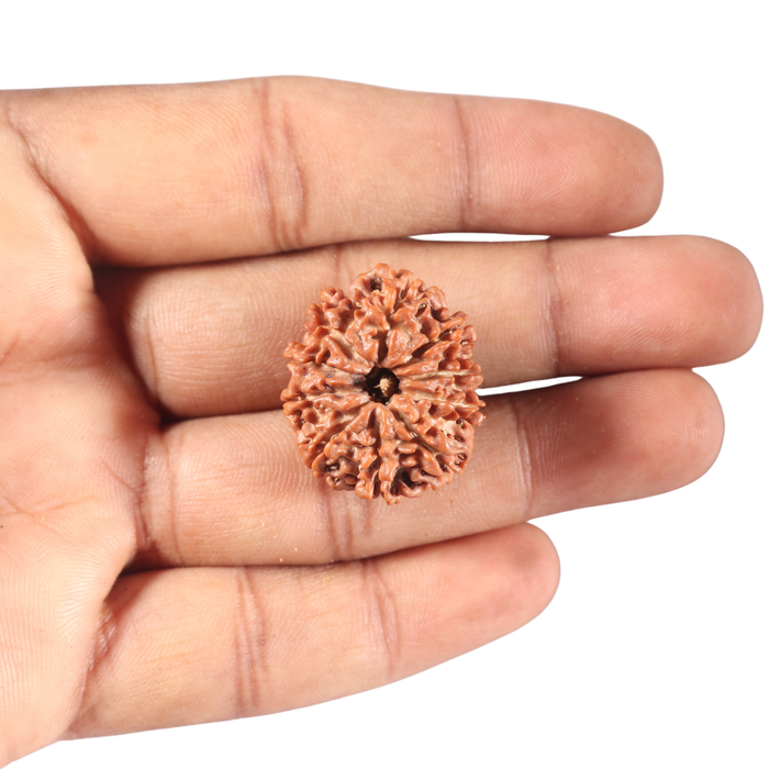 10 Mukhi Nepalese Rudraksha - Bead No 145