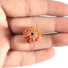 Load image into Gallery viewer, 9 Mukhi Nepalese Rudraksha - Bead No. 427
