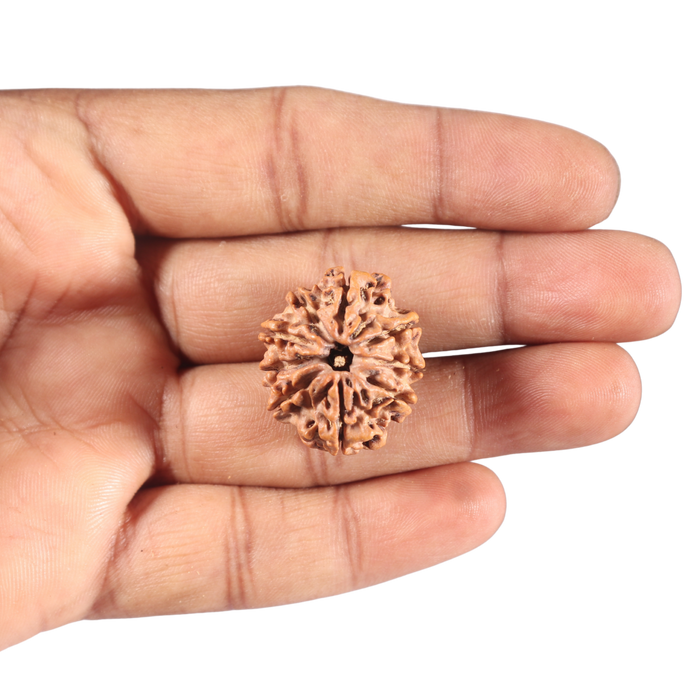 9 Mukhi Nepalese Rudraksha - Bead No. 96
