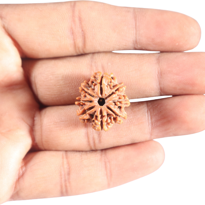 8 Mukhi Nepalese Rudraksha - Bead No.419
