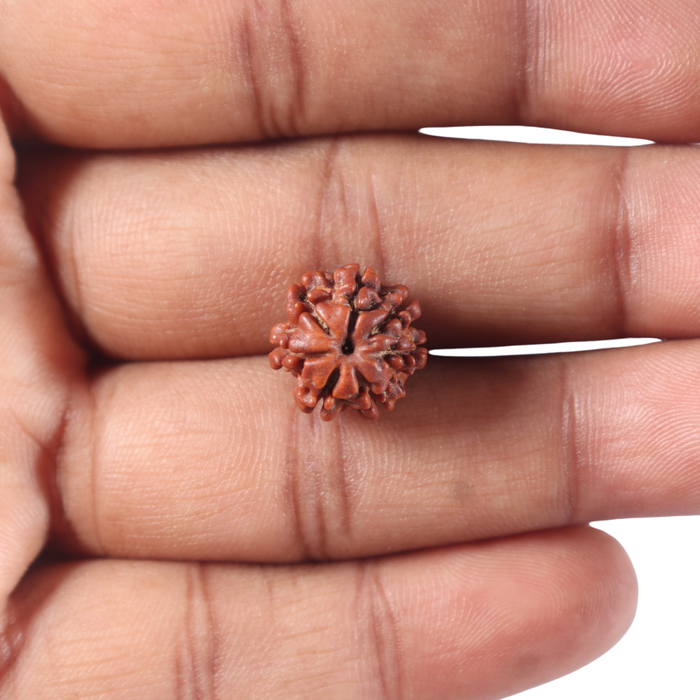 7 Mukhi Nepalese Rudraksha - Bead No 178